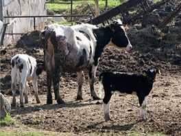 Policist a veterini odvej zvata z problematick farmy v Bestku na Uherskohradisku. Farmka se o n nedokzala starat.