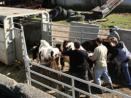 Policist a veterini odvej zvata z problematick farmy v Bestku na Uherskohradisku. Farmka se o n nedokzala starat.