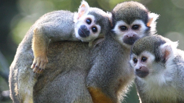 Mláďata kotulů veverovitých ve zlínské zoologické zahradě Mláďata kotulů veverovitých ve zlínské zoologické zahradě