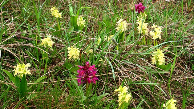 Hned vedle stezky rozkvetla zahrada orchidejí.