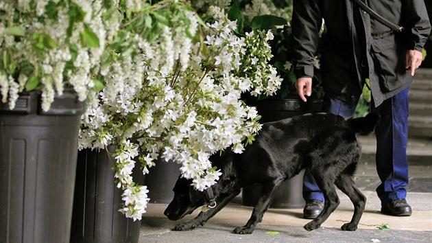 Pes cviený na vyhledávání výbunin prohledává svatební kvtinovou výzdobu u Westminster Abbey. (27. dubna 2011)