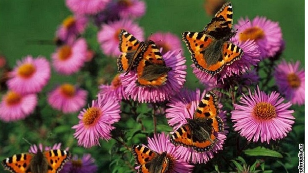 Hvzdnice (Aster) kvetou od jara a do podzimu, navíc po celou dobu kvtu lákají i motýly.