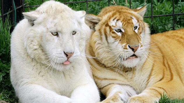 Dv samice tygra indického v unikátních barevných variantách, bílá - snow a zlatá - golden tabby.