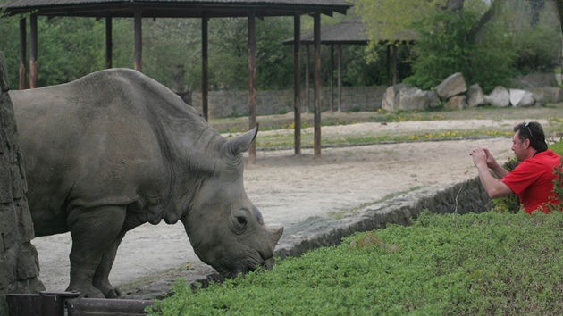 Návtvníci Africké safari ve Dvoe Králové mohli sledovat i nosoroce.