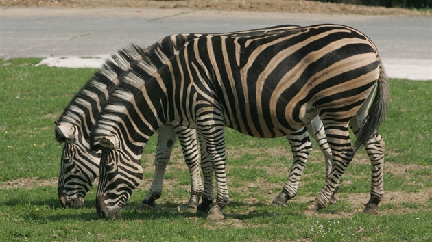 V Africké safari ve Dvoe Králové mohli návtvníci sledovat i zebry.
