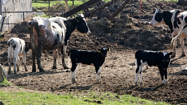 Policisté a veterináři odvážejí zvířata z problematické farmy v Břestku na Uherskohradišťsku. Farmářka se o ně nedokázala starat. Policisté a veterináři odvážejí zvířata z problematické farmy v Břestku na Uherskohradišťsku. Farmářka se o ně nedokázala starat.