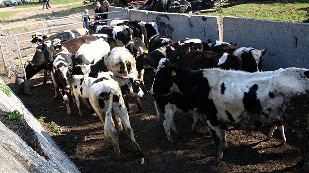 Policisté a veterinái odváejí zvíata z problematické farmy v Bestku na Uherskohradisku. Farmáka se o n nedokázala starat.