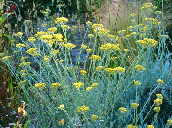 Smil písený (Helichrysum arenerium)