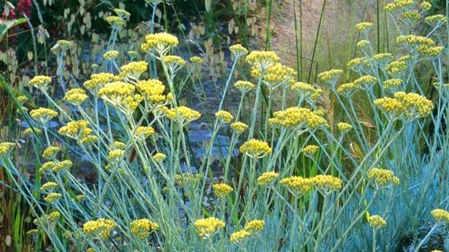 Smil písečný (Helichrysum arenerium) Smil písečný (Helichrysum arenerium)
