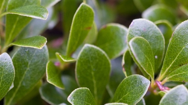 Medvdice lékaská (Arctostaphylos uva-ursi)