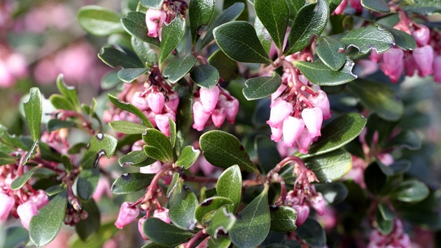 Medvdice lékaská (Arctostaphylos uva-ursi)