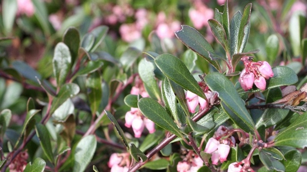 Medvdice lékaská (Arctostaphylos uva-ursi)