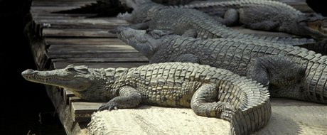 Ministerstvo zemdlství plánuje udlat z krokodýla nilského jatení zvíe.
