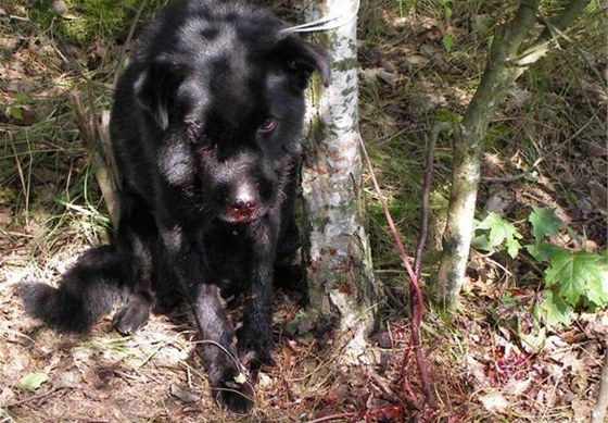 Týraný pes, kterého nala dchodkyn zbitého uvázaného v lese (1.9.2010)