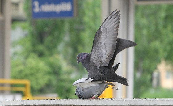 V rakouském Linci dávají holubm do krmení antikoncepci a jejich stavy se skuten sniují. Ilustraní foto.