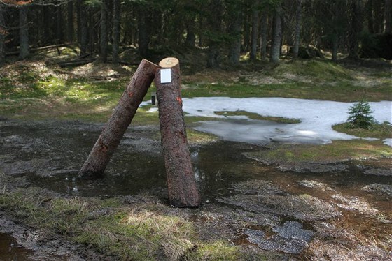 Otrávené trojnoky v NP umava.