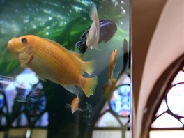 Akvarijn rybiky se staly soust novho interiru Radnin restaurace v Jihlav.