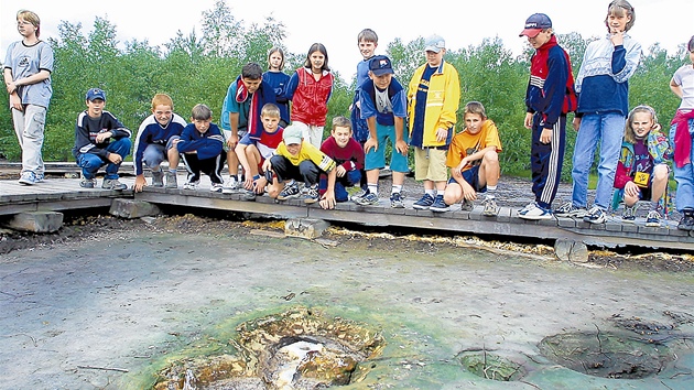 Rezervace SOOS je jedno z pírodn nejcennjích území v echách tvoené rozlehlým raelinitm a minerálním slatinitm.