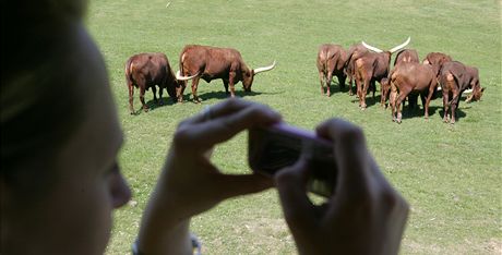 Safari v zoo Dvr Krlov nad Labem