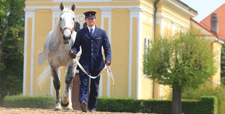 Hebec Favory Alta v hebín v Kladrubech nad Labem