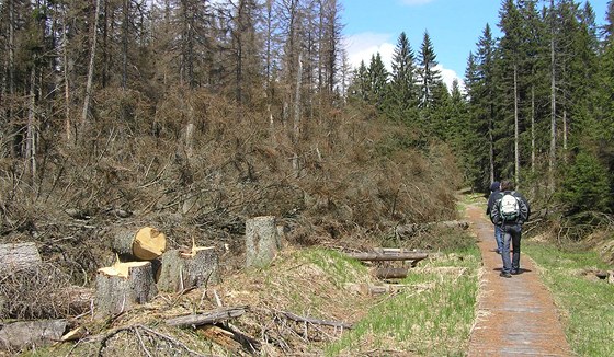Vykácené stromy poblí turistické stezky na Cikánské slati.