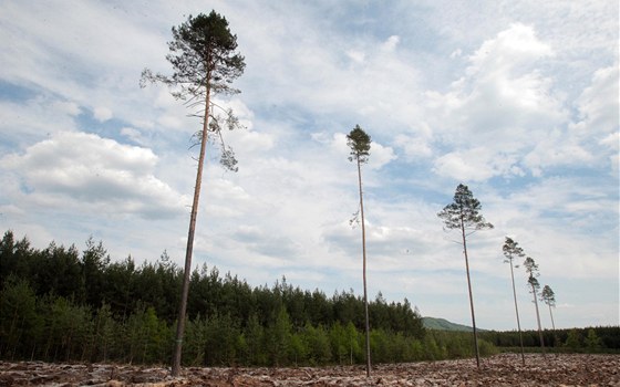 Ralsko - Blá pod Bezdzem - lesnický park - borovice u hájovny Trojzubec