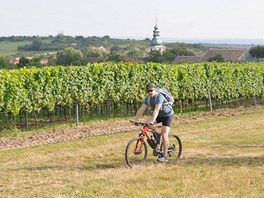 Cyklista ve vinici obes