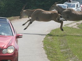 Safari ve Dvoe Krlov nad Labem z vlastnho auta.