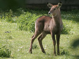 Safari v zoo Dvr Krlov nad Labem