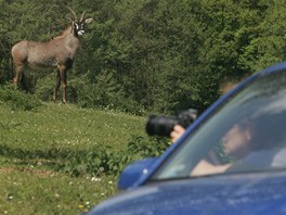 Safari ve Dvoe Krlov nad Labem z vlastnho auta