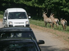 Safari ve Dvoe Krlov nad Labem z vlastnho auta