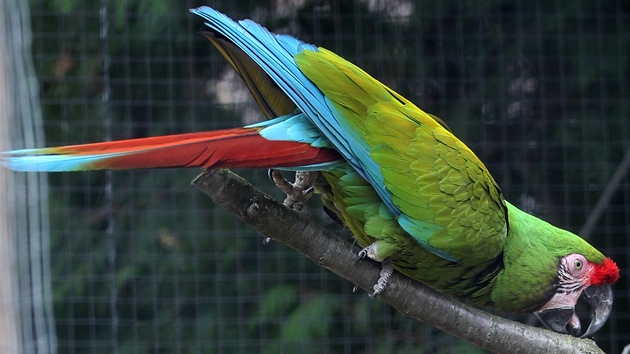 Zrekonstruovaný Amazonský pavilon v jihlavské zoo získal nový název Hacienda Escondido a byl doplnn o prostornou voliéru pro ary vojenské.