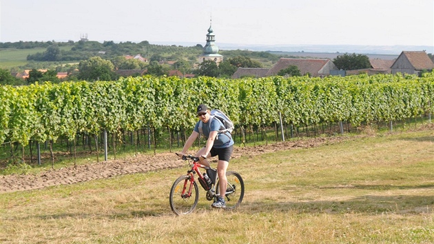 Cyklista ve vinici Šobes Cyklista ve vinici Šobes
