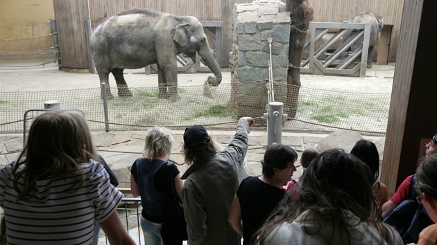 Sloní pavilon se stal nejvtí atrakcí ostravské zoo.