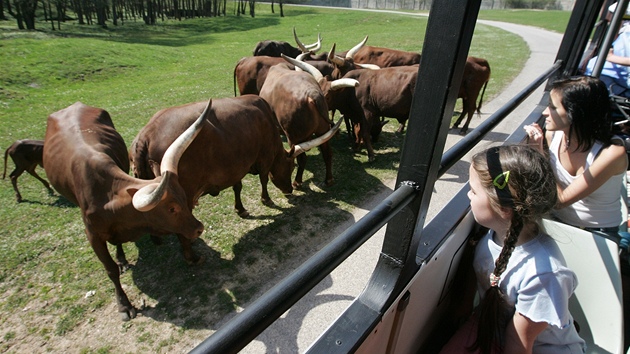 Dosud vozily lidi po safari jen upravené autobus nebo vláek.