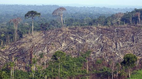 Nelegální kácení brazilských prales ohrouje ivotní prostedí.