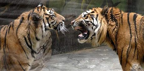 Páení tygr - samice Sato (vlevo) a tygr Kampar (vpravo) v brnnské zoo.