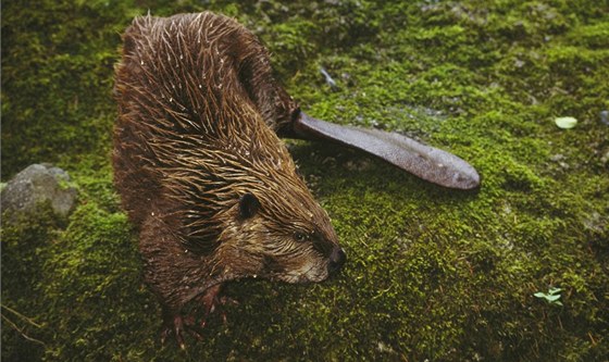 Ochranái mají z této zprávy radost: na umav se zabydluje chránný bobr. (Ilustraní foto)