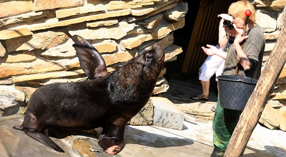 Nový lachtan Oskar ve zlínské zoo se svou oetovatelkou Ludmilou Mertovou.