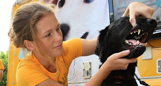 Veterináka Iveta Nováková pi preventivních prohlídkách ps v brnnském parku Luánky.