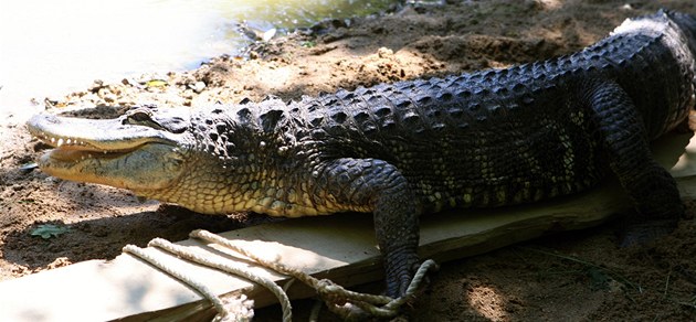 Sthování aligátor ve zlínské zoo. (26. kvtna 2011)