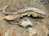 Archeologov odkryli v dobronnsk lokalit U Viaduktu pozstatky dvou lid.