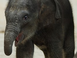 Slon samice z ostravsk zoo se da velmi dobe.