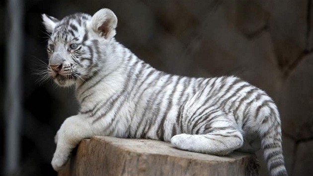 Mlád bílého tygra