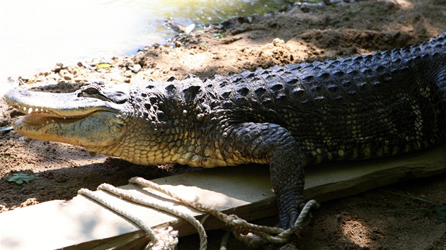 Sthování aligátor ve zlínské zoo. (26. kvtna 2011)