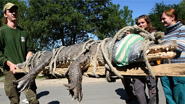 Sthování aligátor ve zlínské zoo. (26. kvtna 2011)