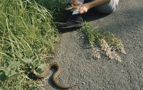 Na zmiji obecnou, naeho jedinho jedovatho hada, mete narazit teba na silnici, kde se rda vyhv. Kdy na ni lpnete, bude se brnit kousnutm. 