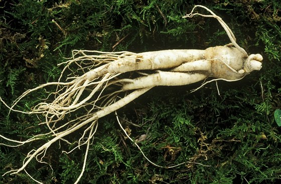 enen pravý (Panax ginseng)