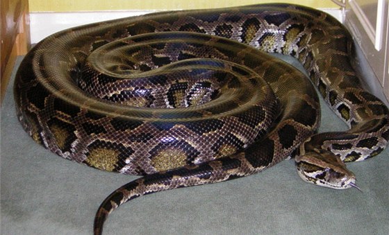 Samice krajty tmavé (Python molurus bivittatus).