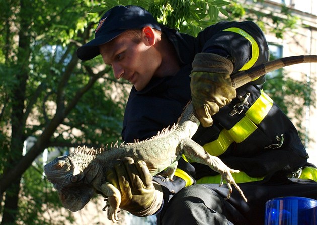 Ostravtí hasii pi odchytu leguána.